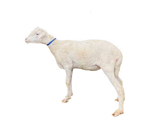 Domba Dugul Muhawala