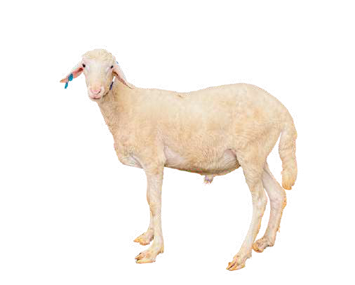 Domba Dugul Tasyakur