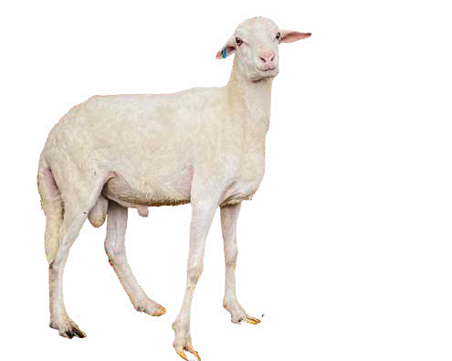 Domba Dugul Tawakkal