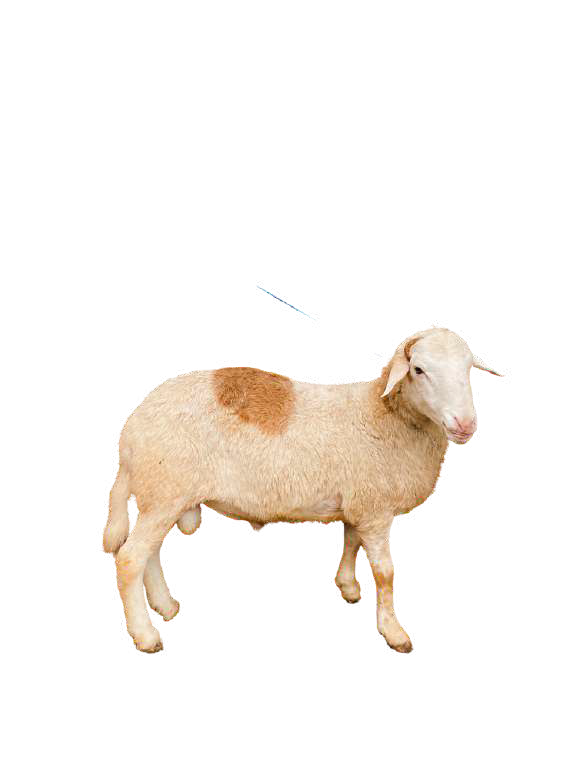 Domba Dugul Istiqamah