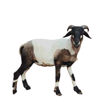 Domba Tanduk Muhawala