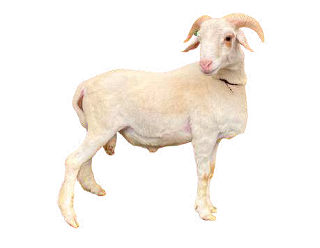 Domba Tanduk Tasyakur