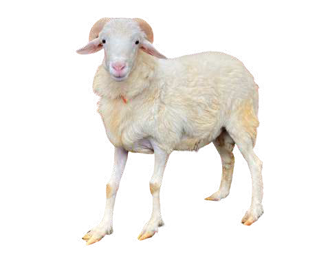 Domba Tanduk Tawakkal