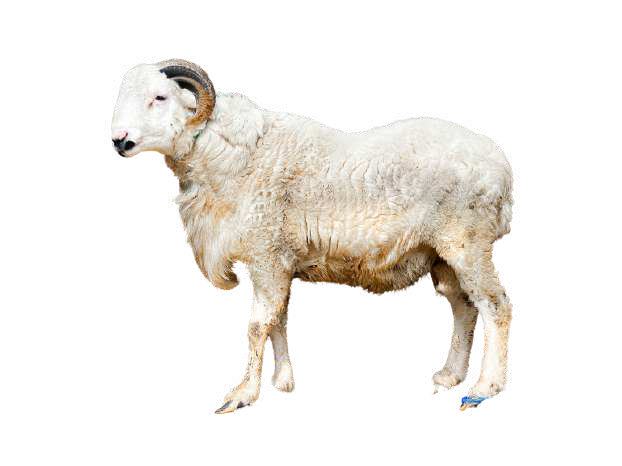 Domba Tanduk Istiqamah