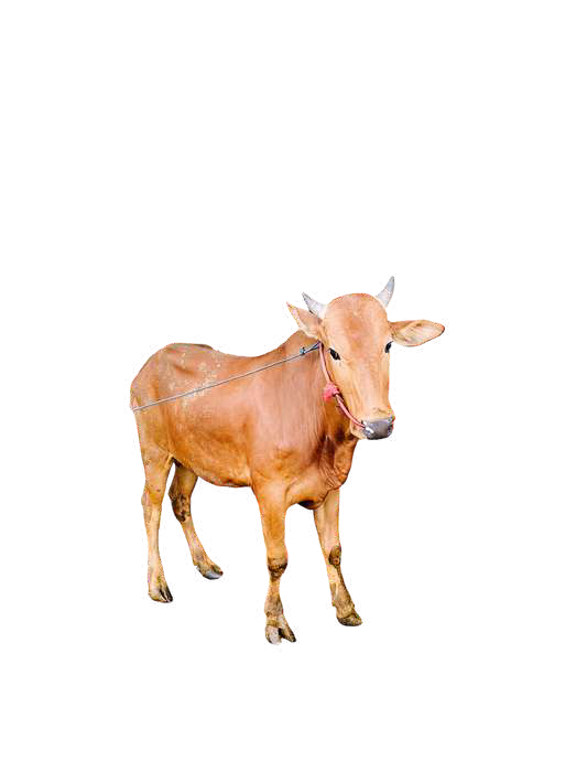 Sapi (Medium) Muhawala 1