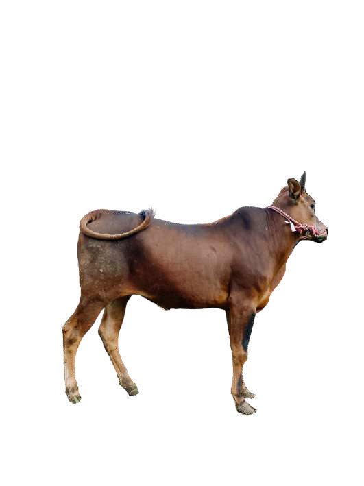 Sapi (Medium) Muhawala 2
