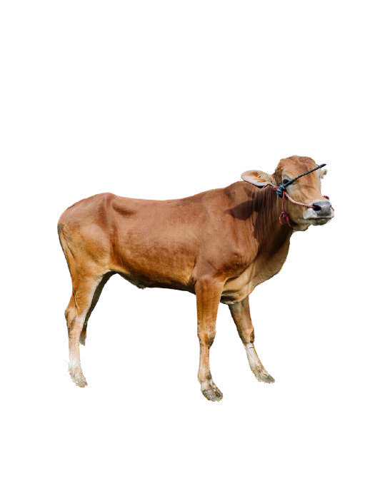 Sapi (Medium) Tasyakur 1