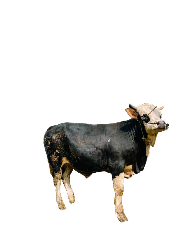 Sapi (Medium) Tawakkal 2