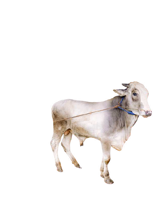 Sapi (Premium) Amanah 1