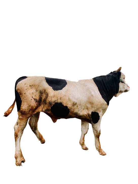 Sapi (Premium) Amanah 2