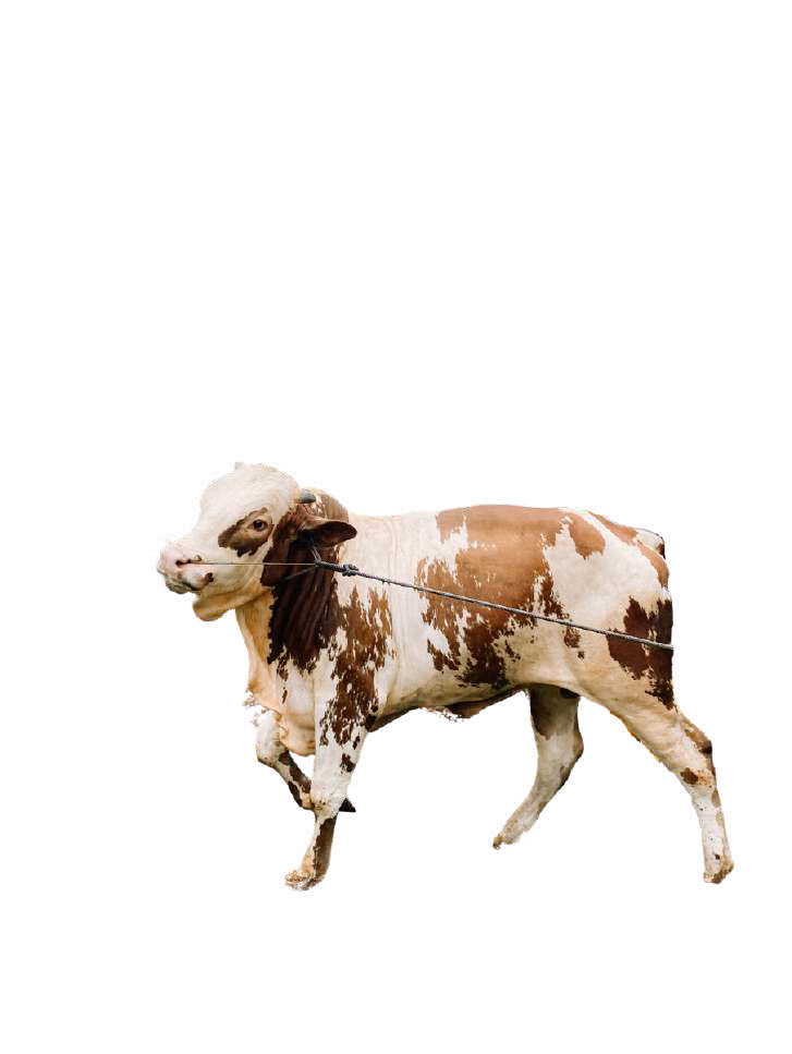 Sapi (Premium) Istiqamah 2