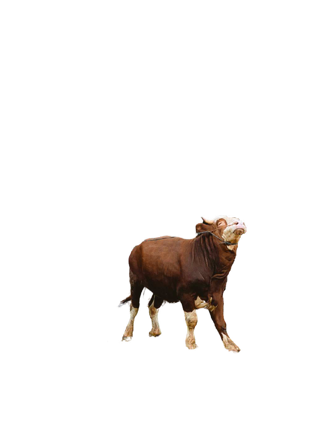 Sapi (Premium) Rizqi 1