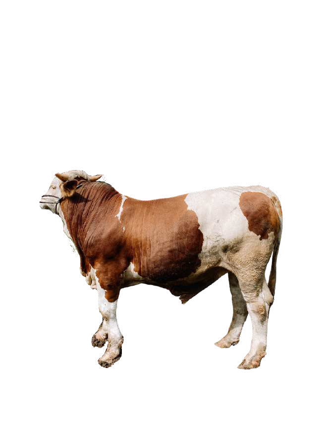 Sapi (Premium) Rizqi 2