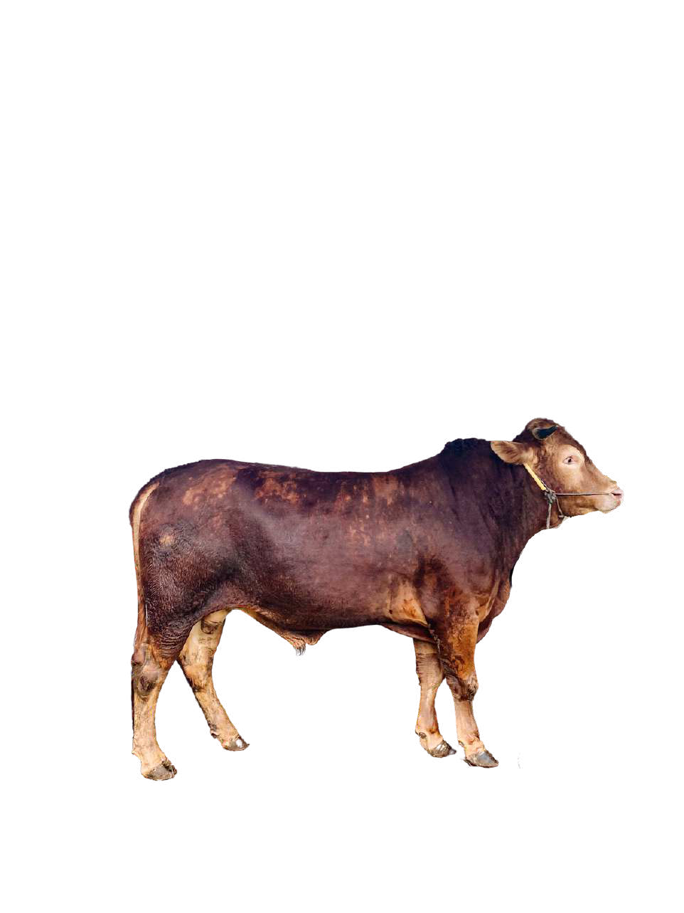 Sapi (Super) Berkah 2